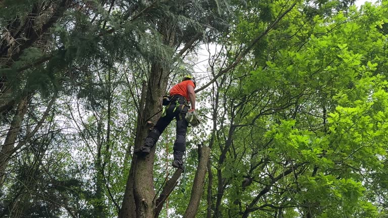 Reliable Spencerville, OH Tree Removal and Landscaping Services Solutions